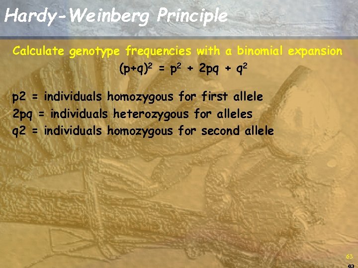 Hardy-Weinberg Principle Calculate genotype frequencies with a binomial expansion (p+q)2 = p 2 +