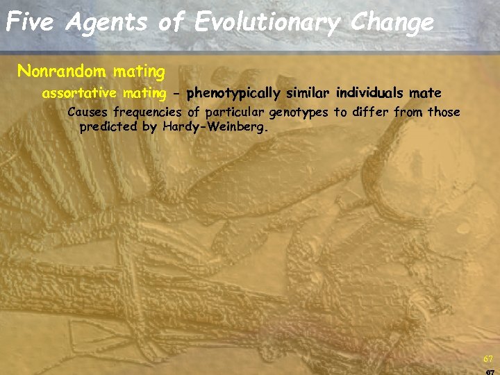 Five Agents of Evolutionary Change Nonrandom mating assortative mating - phenotypically similar individuals mate