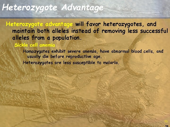 Heterozygote Advantage Heterozygote advantage will favor heterozygotes, and maintain both alleles instead of removing