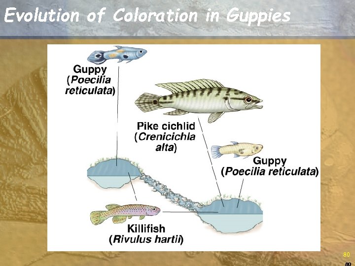 Evolution of Coloration in Guppies 80 80 