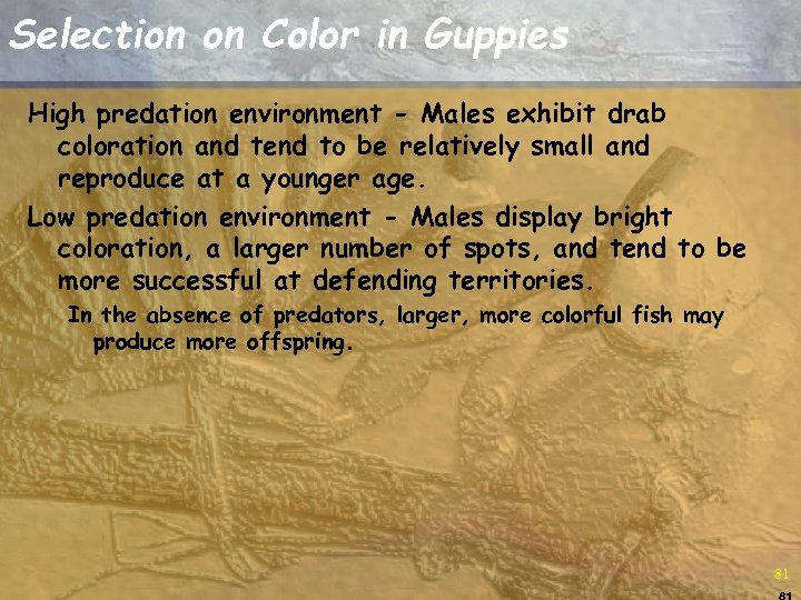 Selection on Color in Guppies High predation environment - Males exhibit drab coloration and