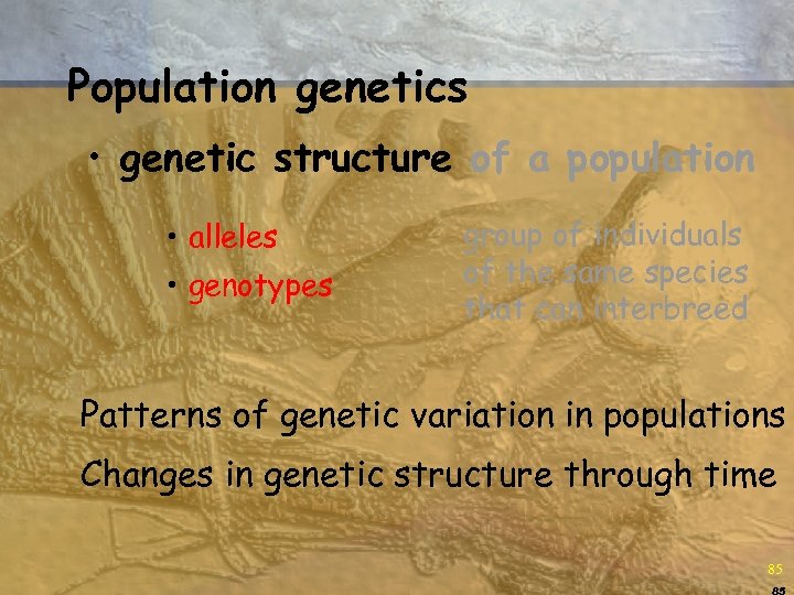 Population genetics • genetic structure of a population • alleles • genotypes group of