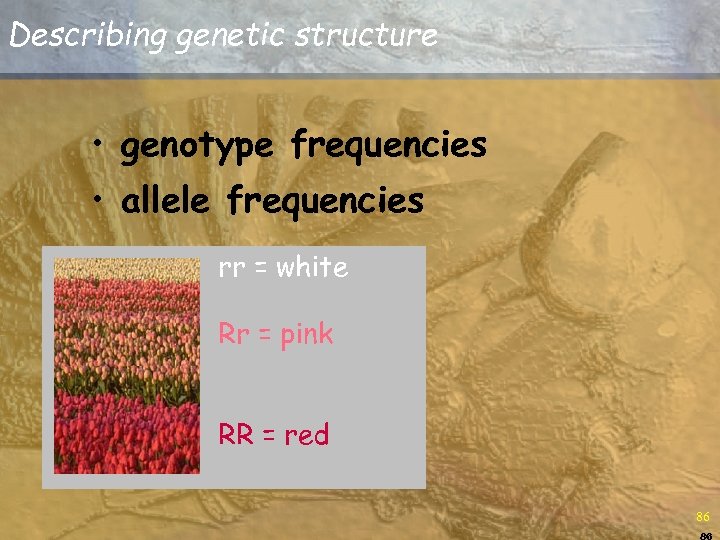Describing genetic structure • genotype frequencies • allele frequencies rr = white Rr =