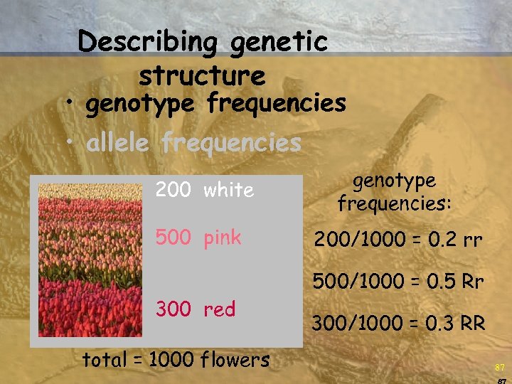 Describing genetic structure • genotype frequencies • allele frequencies 200 white 500 pink genotype
