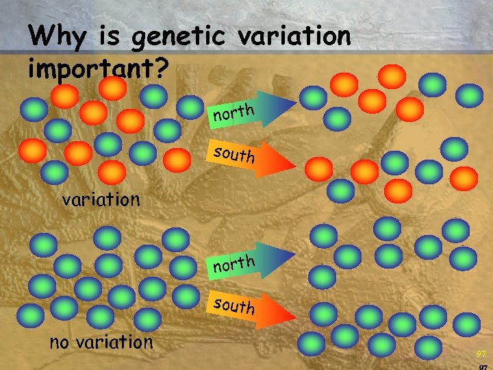 Why is genetic variation important? north south variation north south no variation 97 97