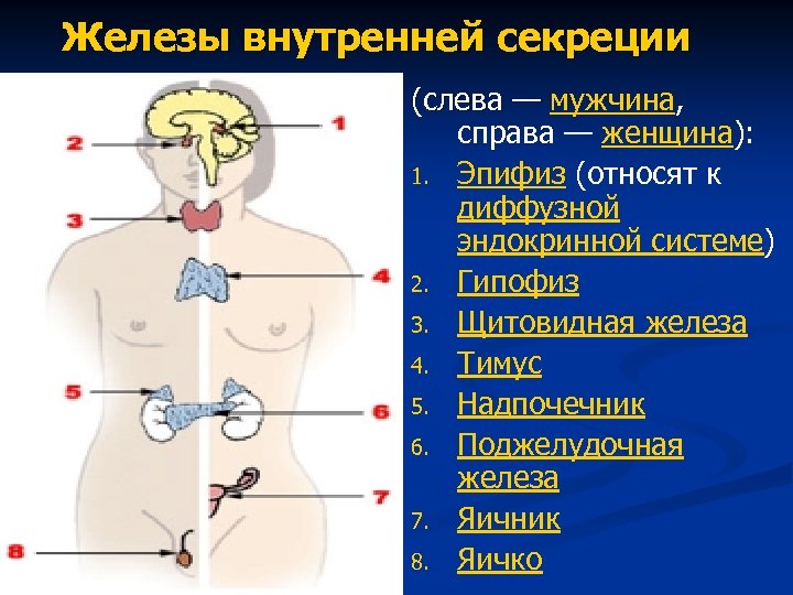 Картинки системы эндокринной системы