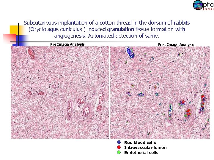 Subcutaneous implantation of a cotton thread in the dorsum of rabbits (Oryctolagus cuniculus )