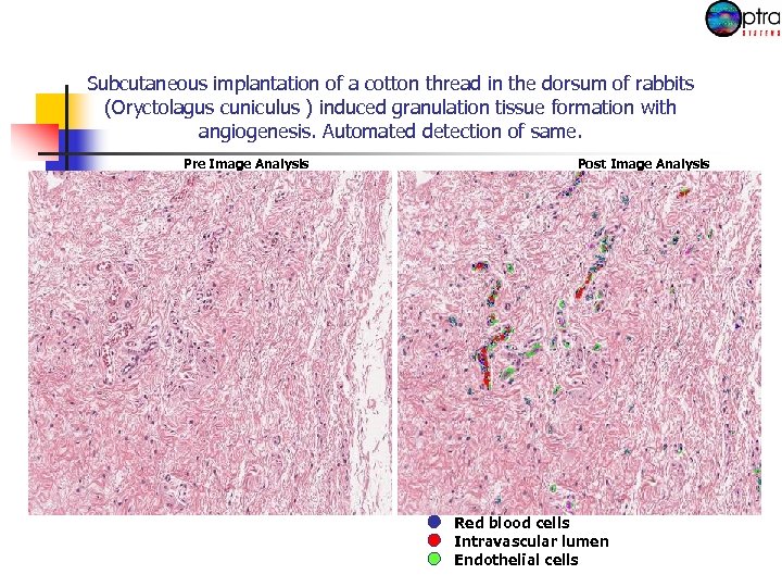 Subcutaneous implantation of a cotton thread in the dorsum of rabbits (Oryctolagus cuniculus )