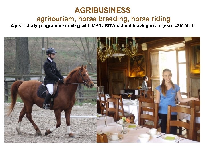AGRIBUSINESS agritourism, horse breeding, horse riding 4 year study programme ending with MATURITA school-leaving