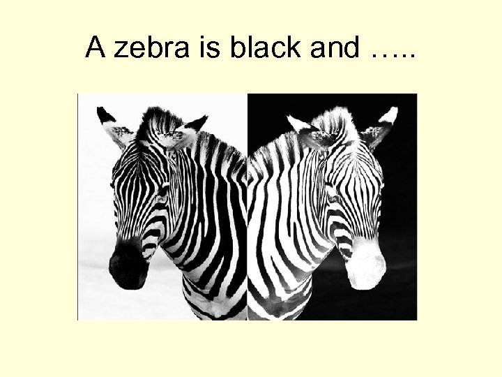 A zebra is black and …. . 