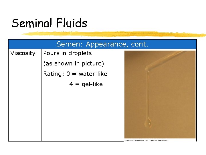 Seminal Fluids Semen: Appearance, cont. Viscosity Pours in droplets (as shown in picture) Rating: