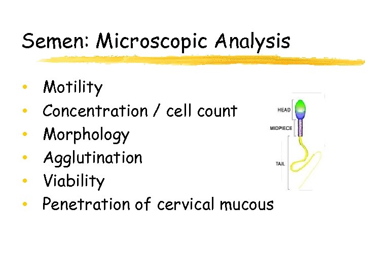Semen: Microscopic Analysis • • • Motility Concentration / cell count Morphology Agglutination Viability