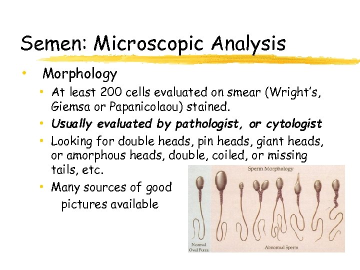 Semen: Microscopic Analysis • Morphology • At least 200 cells evaluated on smear (Wright’s,