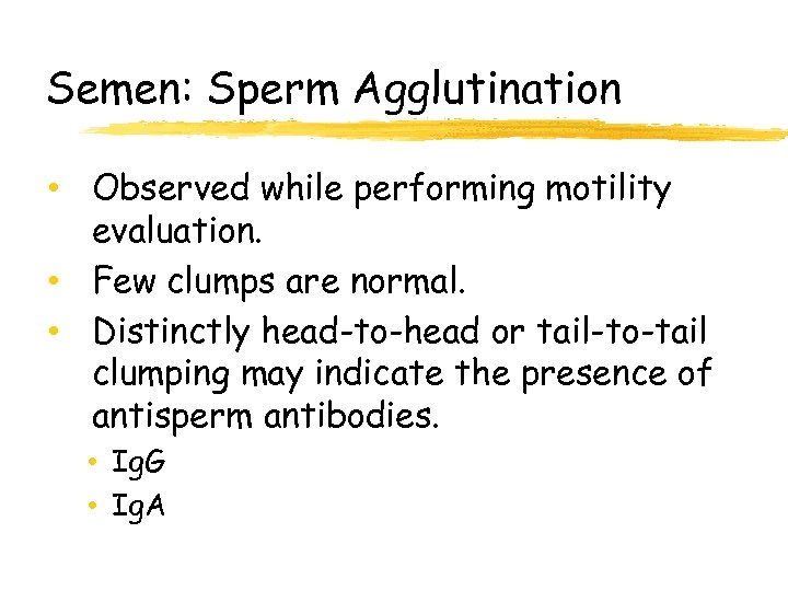 Semen: Sperm Agglutination • Observed while performing motility evaluation. • Few clumps are normal.