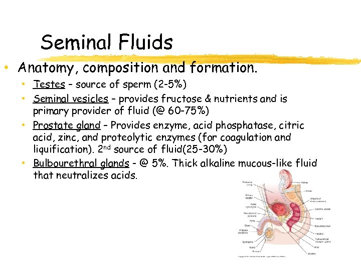 Seminal Fluids • Anatomy, composition and formation. • Testes – source of sperm (2