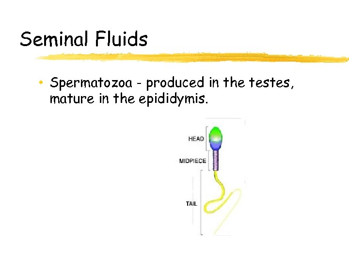 Seminal Fluids • Spermatozoa - produced in the testes, mature in the epididymis. 