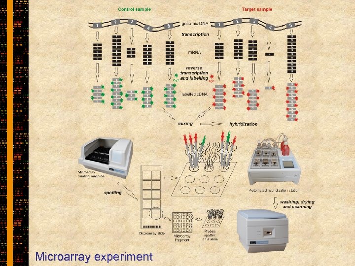 Microarray experiment 