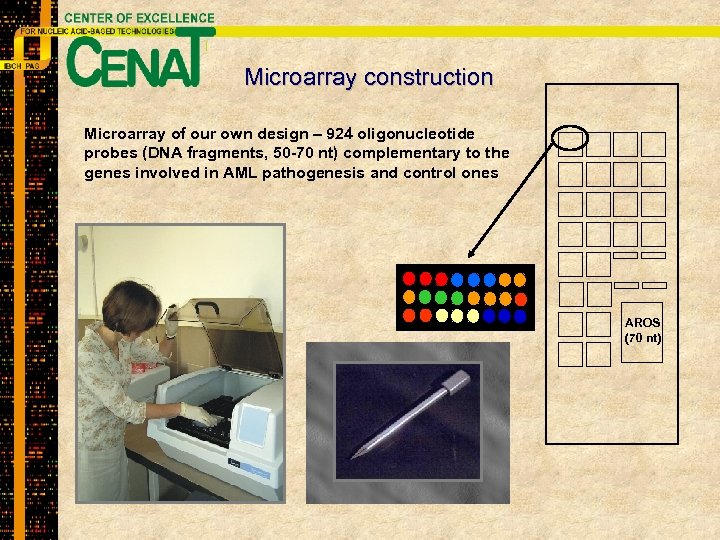 Microarray construction Microarray of our own design – 924 oligonucleotide probes (DNA fragments, 50