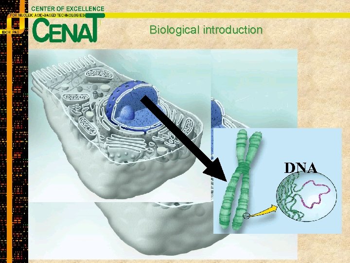 Biological introduction Mitochondria Cell nucleus Endoplasmatic reticulum Golgi Apparatus Tissues Organism Organs Plasma membrane