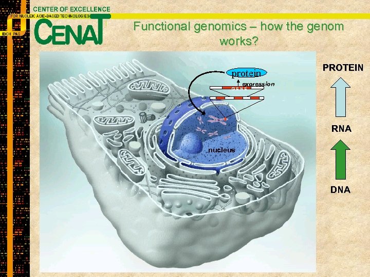 Functional genomics – how the genom works? protein PROTEIN expression GENE RNA nucleus DNA