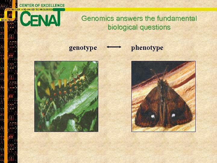 Genomics answers the fundamental biological questions genotype phenotype 