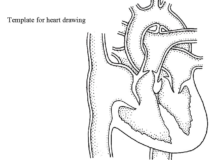 Template for heart drawing 