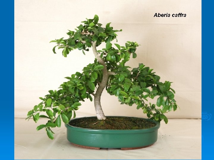 Aberia caffra 