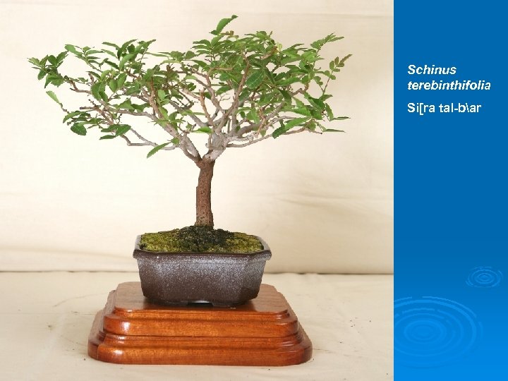 Schinus terebinthifolia Si[ra tal-bar 