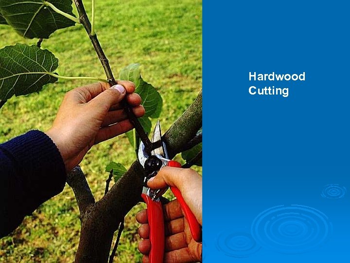 Hardwood Cutting 