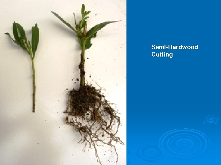 Semi-Hardwood Cutting 