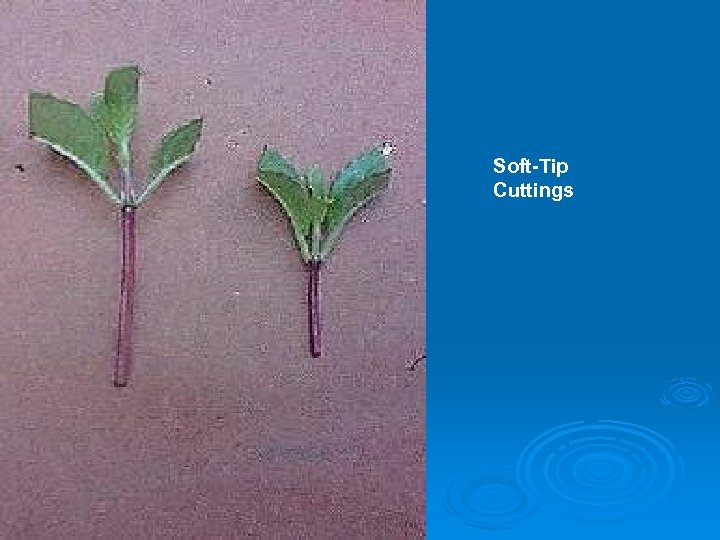 Soft-Tip Cuttings 