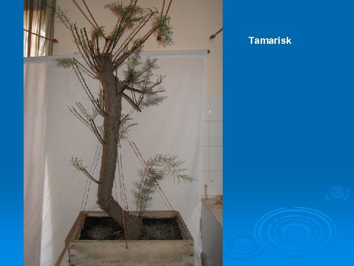Tamarisk 