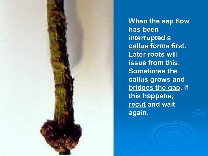 When the sap flow has been interrupted a callus forms first. Later roots will