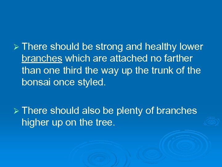 Ø There should be strong and healthy lower branches which are attached no farther