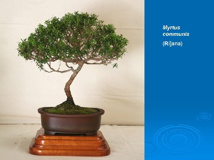 Myrtus communis (Ri]ana) 