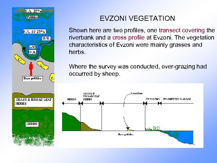 EVZONI VEGETATION Shown here are two profiles, one transect covering the riverbank and a