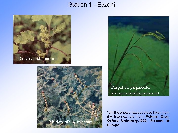 Station 1 - Evzoni Xanthium strumarium Paspalum paspaloides www. agralin. nl/prosroni/paspalum. html Myriophyllum spicatum