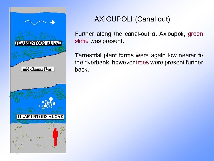 AXIOUPOLI (Canal out) Further along the canal-out at Axioupoli, green slime was present. Terrestrial