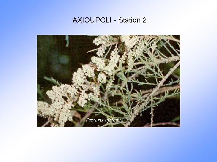 AXIOUPOLI - Station 2 Tamarix africana 