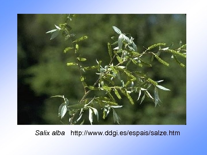 Salix alba http: //www. ddgi. es/espais/salze. htm 