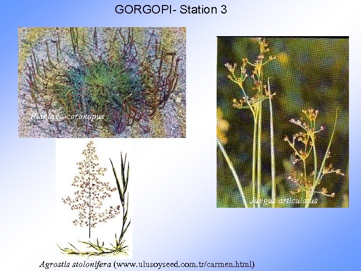 GORGOPI- Station 3 Plantago coronopus Jungus articulatus Agrostis stolonifera (www. ulusoyseed. com. tr/carmen. html)