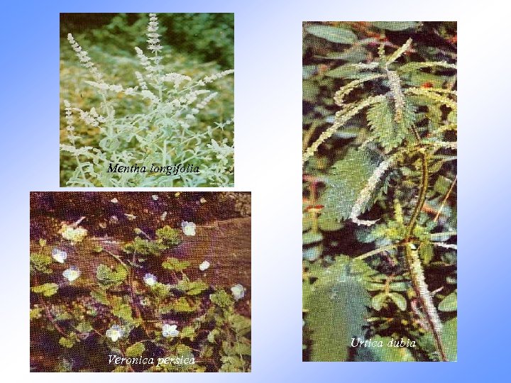 Mentha longifolia Urtica dubia Veronica persica 