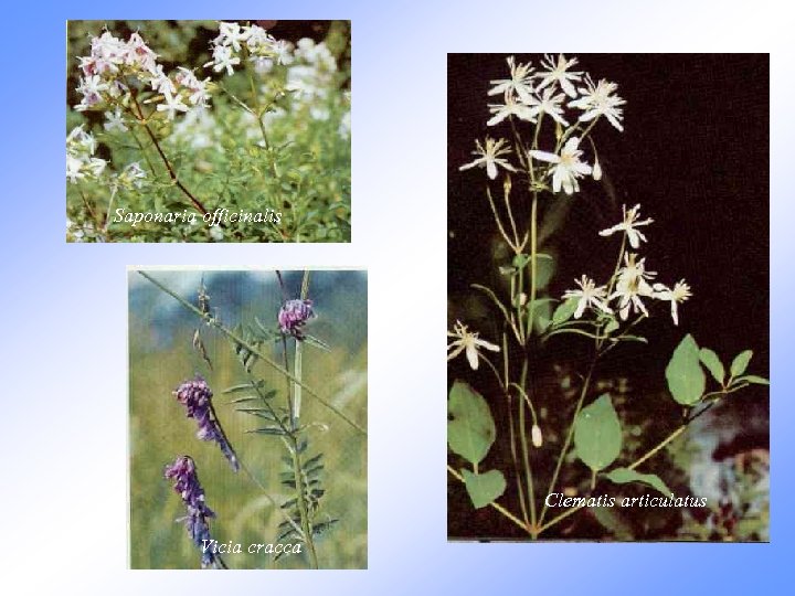 Saponaria officinalis Clematis articulatus Vicia cracca 