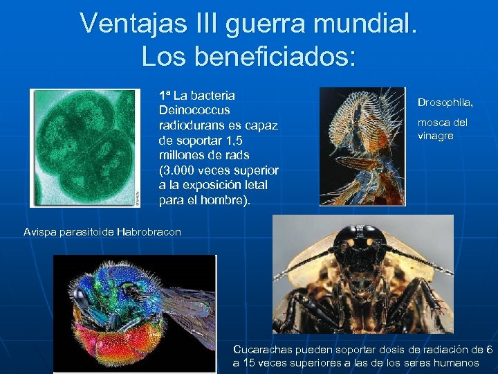 Ventajas III guerra mundial. Los beneficiados: 1ª La bacteria Deinococcus radiodurans es capaz de