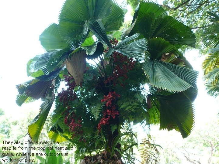 They also offer a welcome respite from the tropical heat and glare, while we