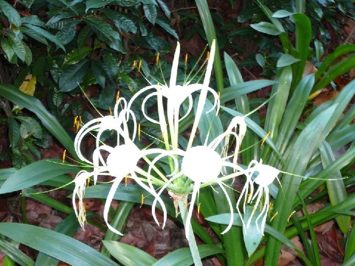 Spider Lily (Hymenocallis lirisome) 