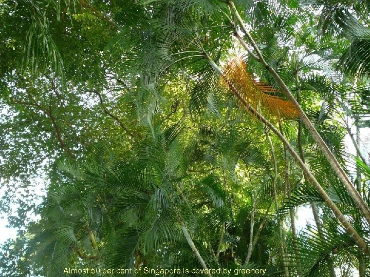 Almost 50 per cent of Singapore is covered by greenery 