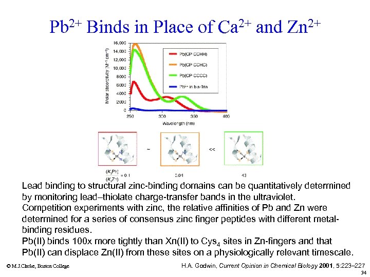 Pb 2+ Binds in Place of Ca 2+ and Zn 2+ Lead binding to