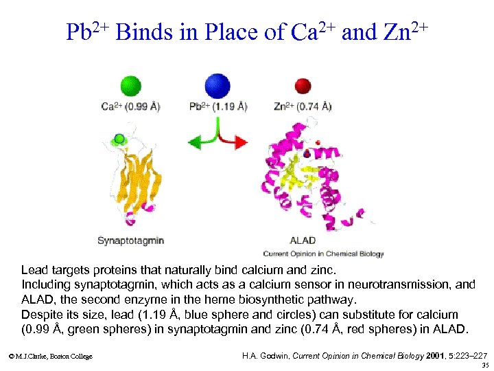 Pb 2+ Binds in Place of Ca 2+ and Zn 2+ Lead targets proteins