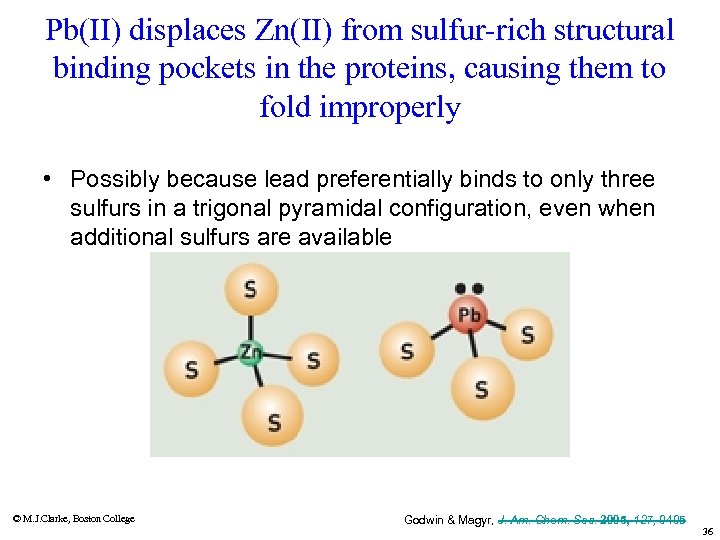 Pb(II) displaces Zn(II) from sulfur-rich structural binding pockets in the proteins, causing them to